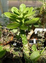 Image result for Monadenium lugardiae