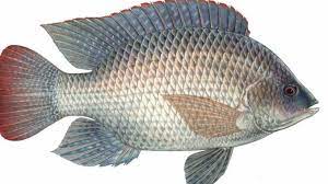Gunakan ikan nila png gratis ini untuk desain web, desain dtp, selebaran, proposal, proyek sekolah, poster, dan lainnya. Broken Art Design Brokenartdesign Profile Pinterest