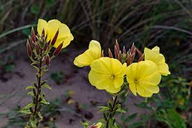 Image result for Oenothera indecora