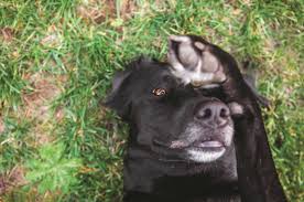 The key here is being watchful and proactive when your dog shows some of the symptoms. Pancreatitis In Dogs Dogster