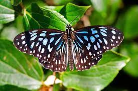 Beautiful Blue Tiger Butterfly Here On The Gold Coast Blue Tigers Butterfly Beautiful Butterflies