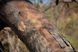 Image result for Sterculia rogersii