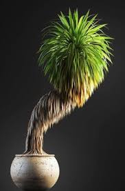 Pengiriman lukisan hanya berupa lembaran kanvas saja tidak termasuk dengan frame ukuran lukisan lumayan besar yakni : 23 Best Bonsai Tree Ideas Kraf Bonsai Asam Jawa