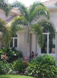 Pin By Paloma Selva On Landscaping Florida Landscaping Tropical Landscaping Palm Trees Landscaping