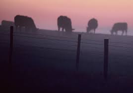 Rain-fog correlation continues to attract a following | The Western Producer