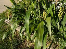 Image result for Sorghum bicolor