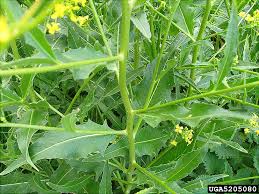 Image result for Berlinia orientalis