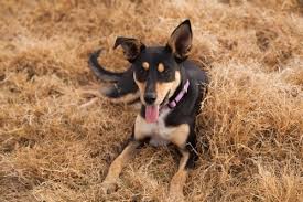 I backflow preventer sprinkler system cost casterton victoria kelpie roslin. Image Of Australian Kelpie Cross Standing In A River Austockphoto