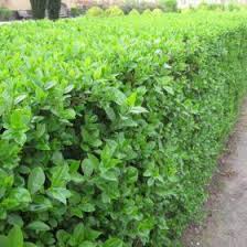 Check spelling or type a new query. Ziva Ograda Photinia Kalina Wonder Hedge Brijest Sadnice