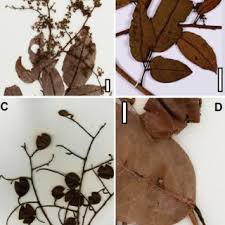 Image result for Dialium holtzii