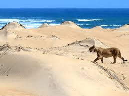Download skeleton coast images and photos. Africa Henties Bay Namibia Shipwreck Skeleton Coast Skeleton Coast Beach