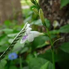 Image result for Asystasia intrusa