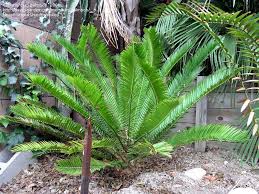 Image result for Encephalartos lebomboensis