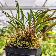 Image result for Stigmella dryadella