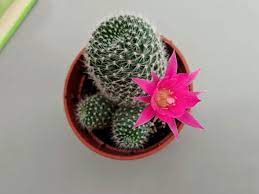 Cactus flowers are unique and only last for maximum a week. How Often Does A Cactus Flower Bloom Cactusway