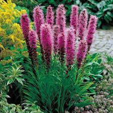 Kobold Liatris Plant Blazing Star Meadow Garden Liatris Plants