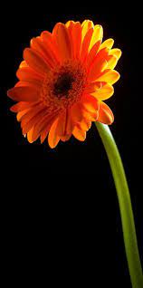 Gerbera Two Amazing Flowers Gerbera Daisy Pretty Flowers