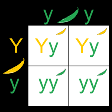 2001 green (what is the ratio of yellow to green?) Punnett Square Definition Types Examples Solved Question
