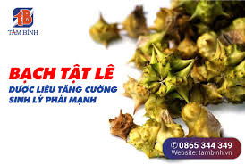 Thực hư} Bạch tật lê