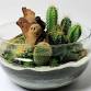 Ashton Ferns Cacti Terrarium Class at Southern Tier