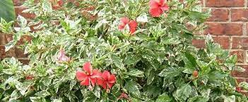 Variegated Tropical Hibiscus Hibiscus Rosa Sinensis Snow Queen