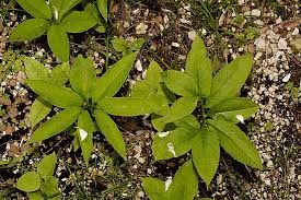 We did not find results for: Arisaema Species Two Pacific Bulb Society