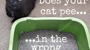 Jul 16, 2021 · permeable wood surfaces have open pores and can allow cat urine to permeate into the wood surface. How To Get Rid Of Sour Cat Urine Odor For Good Dengarden