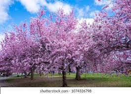 At 359.72 acres, it is the largest developed park in essex county. Cherry Blossoms Bloom Branch Brook Park Stock Photo Edit Now 1074326798