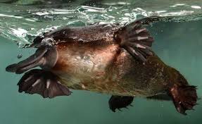 Platypus Platypus Australian Animals Australian Wildlife