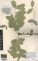 Image result for Zanthoxylum chalybeum
