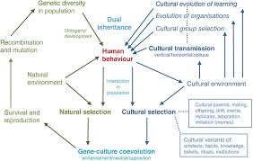 The herzberg two factor theory is a theory about motivation of employees. Evolutionary Theories Of Human Culture Chapter 7 Human Evolution Beyond Biology And Culture
