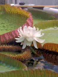 Image result for Welwitschiella neriifolia