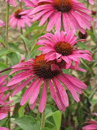 Ruby Star Coneflower Echinacea Purpurea Rubinstern Plants Plant Drawing Echinacea Purpurea