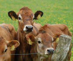 107 Best Cows Images In 2019 Cute Cows Cow Animals Beautiful