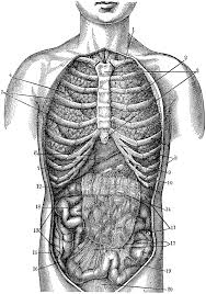 So people who have recurrent constipation problems often have to suffer from abdominal swelling or bloating issues. Internal Anatomy Clipart Etc