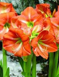 Orange Green Amaryllis Bulbs Barbados Lily Hippeastrum Etsy Amaryllis Flowers Lily Plants Bulb Flowers
