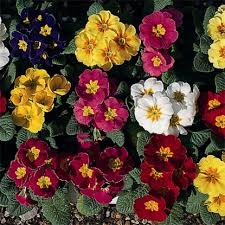 Image result for Phyllanthus polyanthus