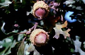 Delicious fruit (most species) which can be diﬃcult to get to before the birds. Best Trees To Plant In Minneapolis Lawnstarter