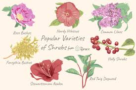 List of flowers that bloom all year round. 12 Colorful Shrubs For Year Round Color