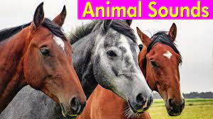 20 Amazing Animals Animal Sounds For Children Youtube