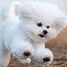 pin na doske bishoshki