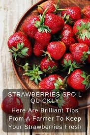 You'll be astonished to see how long your strawberries will stay fresh when you try this hack right after buying them! Strawberries Spoil Quickly Here Are Brilliant Tips From A Farmer To Keep Your Strawberries Fresh How To Store Strawberries Fruits And Veggies Food