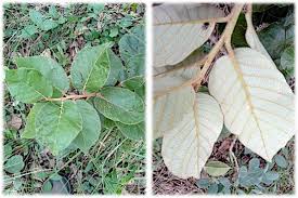 Image result for Monotes dasyanthus