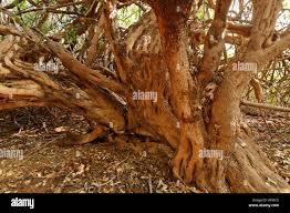 Image result for Salvadora persica