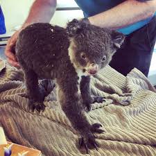 Kailas Wild On Instagram After Surviving The Kangaroo Island Bushfires In January And Spending 7 Months In Care Joey K Kangaroo Island Koala Bear Koala