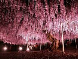 Oldest Wisteria Tree In Japan Wisteria Tree Beautiful Tree Wisteria Japan