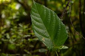 Image result for Macaranga mellifera