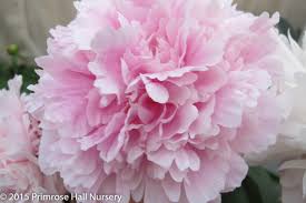 Nurseryman and peony grower alec white of primrose hall, explains why sumptuous peonies aren't as difficult to grow as you might think. Peony Sarah Bernhardt Agm Fragrant Herbaceous Paeonia