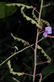 Image result for Desmodium uncinatum