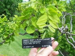 Honey locust (gleditsia triacanthos) and kentucky coffee tree (gymnocladus dioicus). Twisty Baby Black Locust Robinia Pseudoacacia Lacy Lady North American Insects Spiders